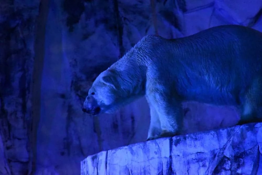 夜の動物園。東山動植物園「ナイトZOO」をNikon D750で撮影してきました。