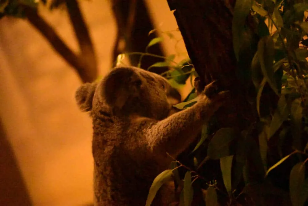 夜の動物園。東山動植物園「ナイトZOO」をNikon D750で撮影してきました。