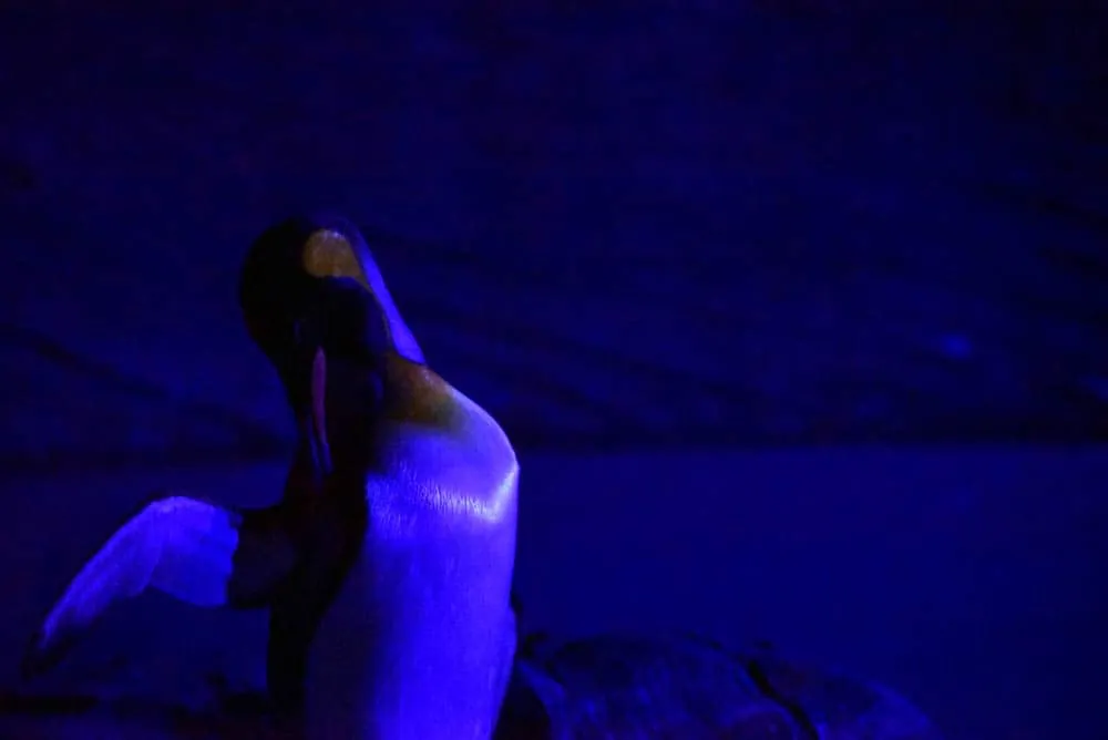 夜の動物園。東山動植物園「ナイトZOO」をNikon D750で撮影してきました。