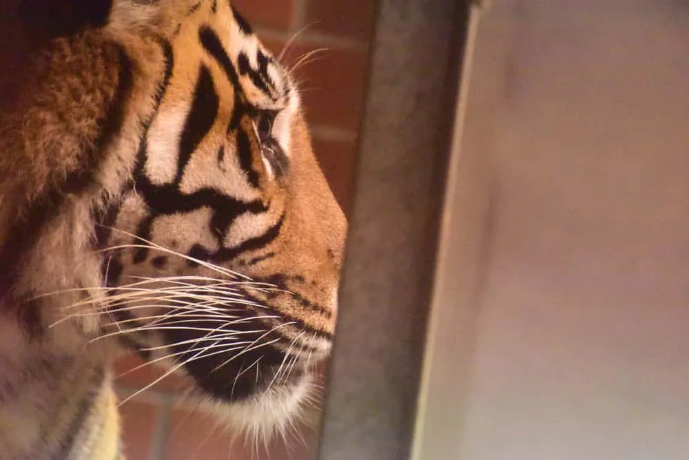 夜の動物園。東山動植物園「ナイトZOO」をNikon D750で撮影してきました。