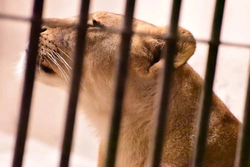 夜の動物園。東山動植物園「ナイトZOO」をNikon D750で撮影してきました。