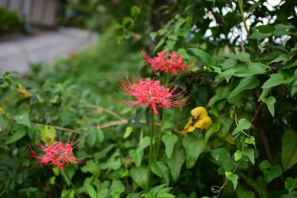 【NikonD750/星空】岐阜県郡上市の高鷲でキャンプ