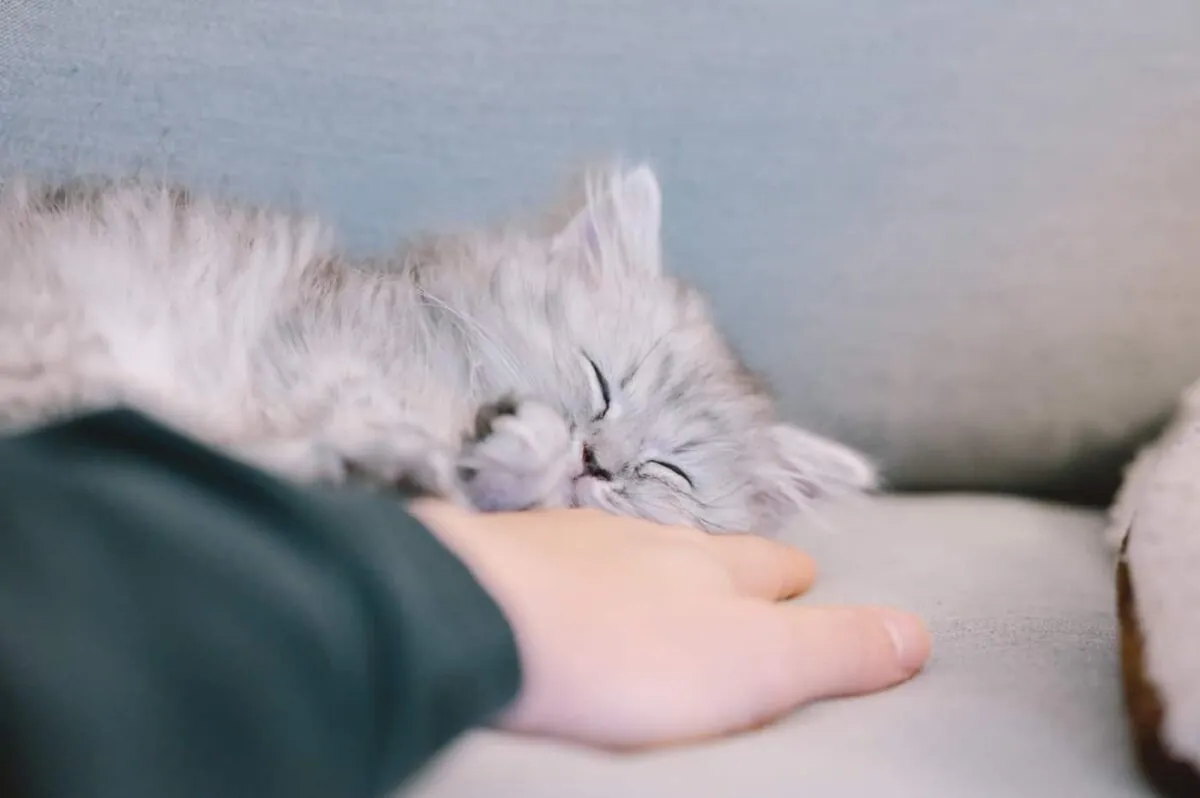 Viltrox 85mm F1.8(Nikon Z)レビュー