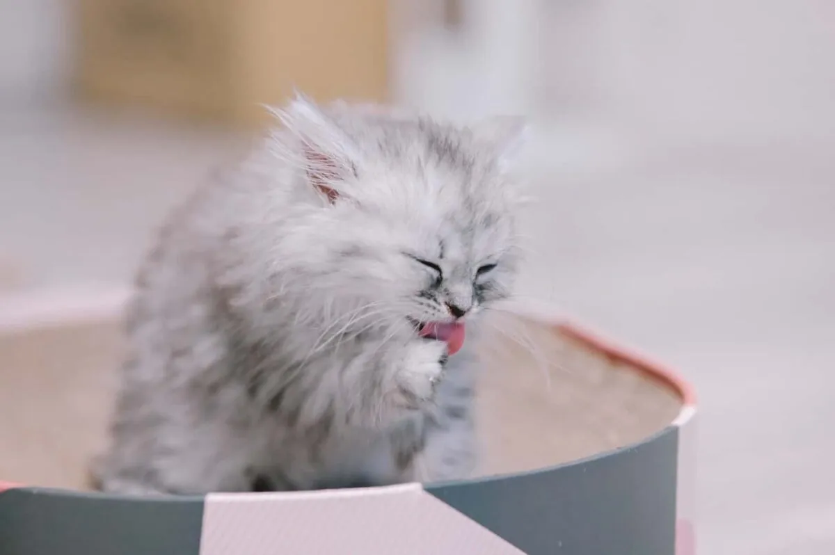 Viltrox 85mm F1.8(Nikon Z)レビュー