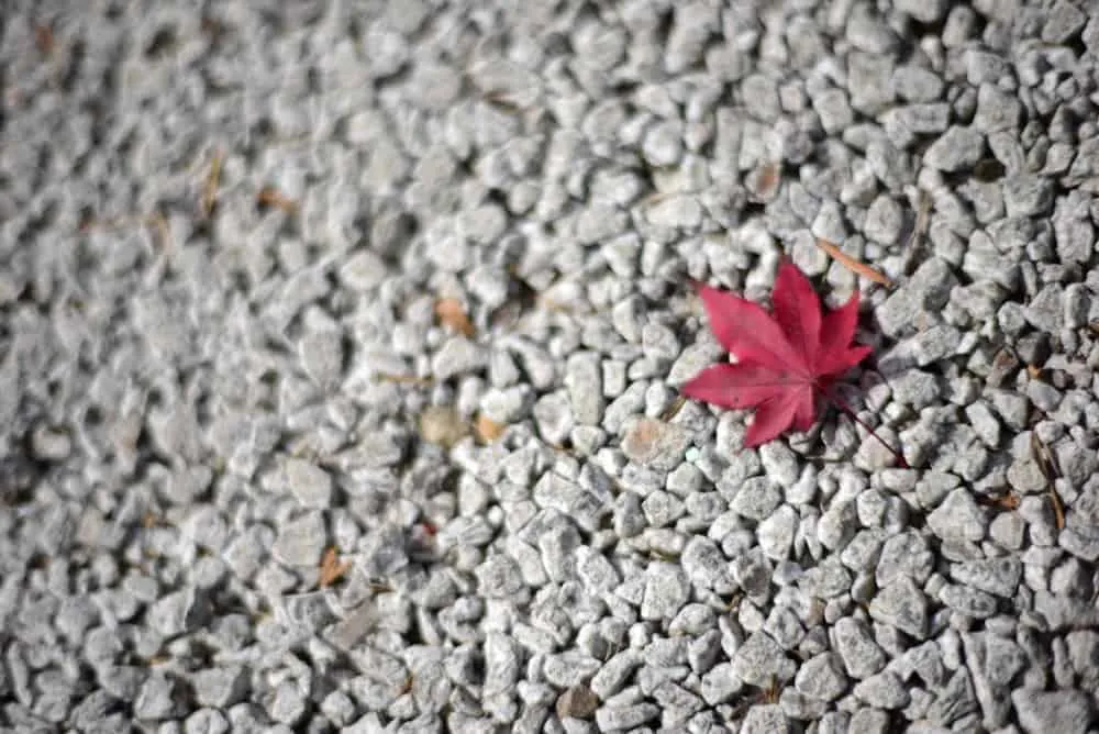 【NikonD750/Planar50mm作例】茶臼山に紅葉を撮りに行ってきた