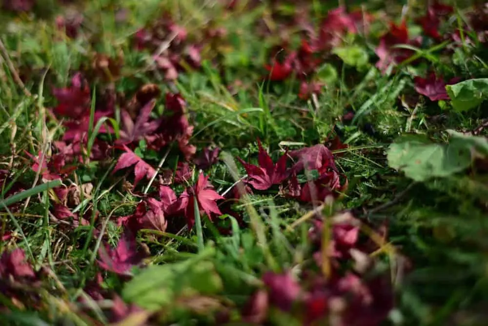 【NikonD750/Planar50mm作例】茶臼山に紅葉を撮りに行ってきた