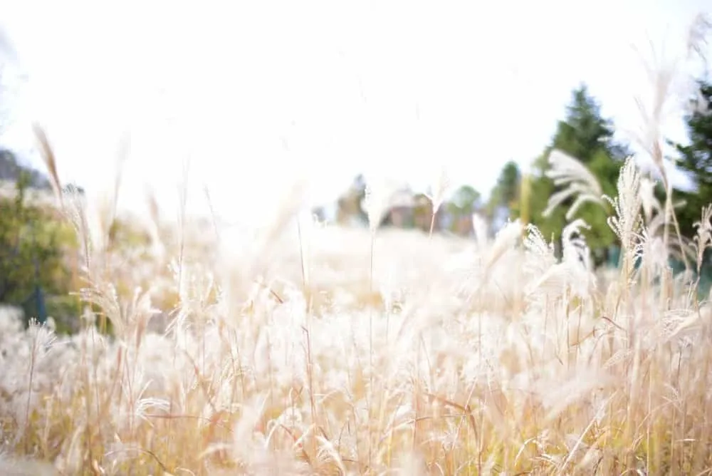 【NikonD750/Planar50mm作例】茶臼山に紅葉を撮りに行ってきた