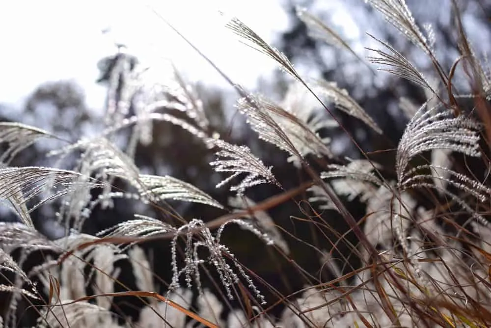 【NikonD750/Planar50mm作例】茶臼山に紅葉を撮りに行ってきた