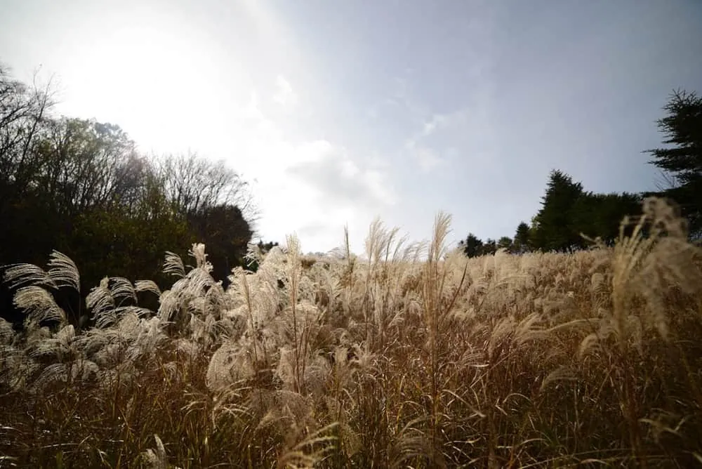 【NikonD750/Planar50mm作例】茶臼山に紅葉を撮りに行ってきた