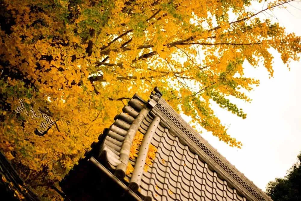 【NikonD750作例】そぶえイチョウ黄葉まつりに行ってきたお話