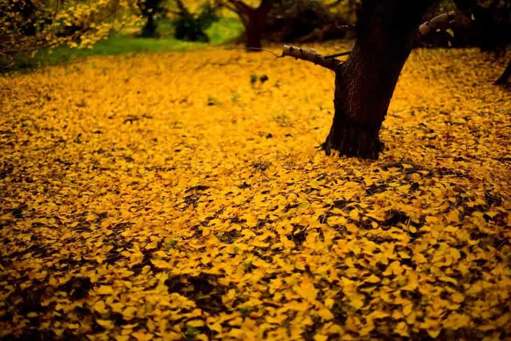 【NikonD750作例】そぶえイチョウ黄葉まつりに行ってきたお話