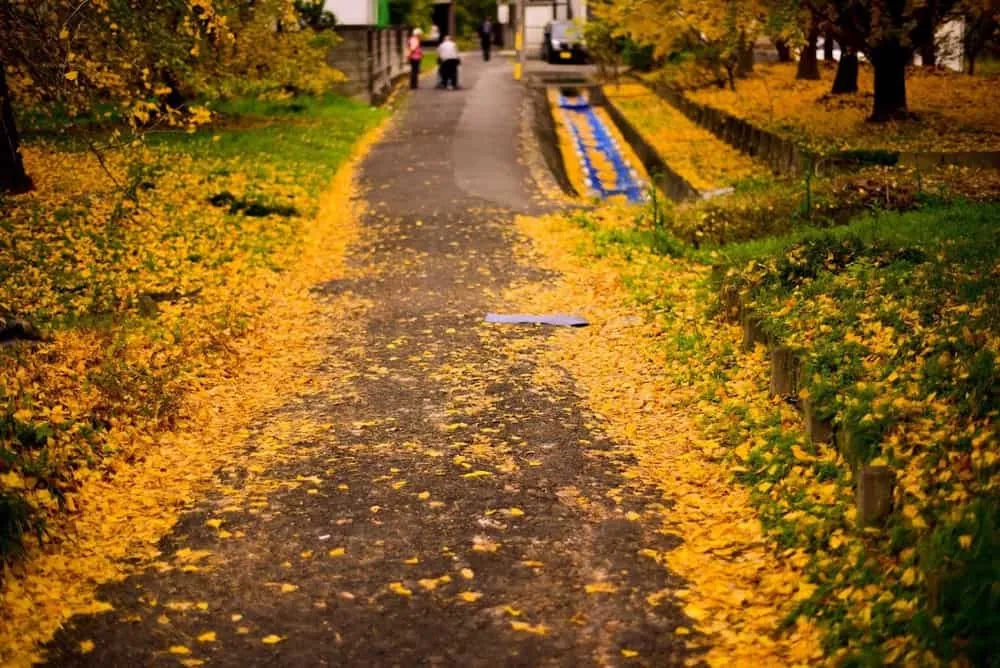 【NikonD750作例】そぶえイチョウ黄葉まつりに行ってきたお話