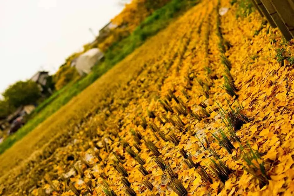 【NikonD750作例】そぶえイチョウ黄葉まつりに行ってきたお話