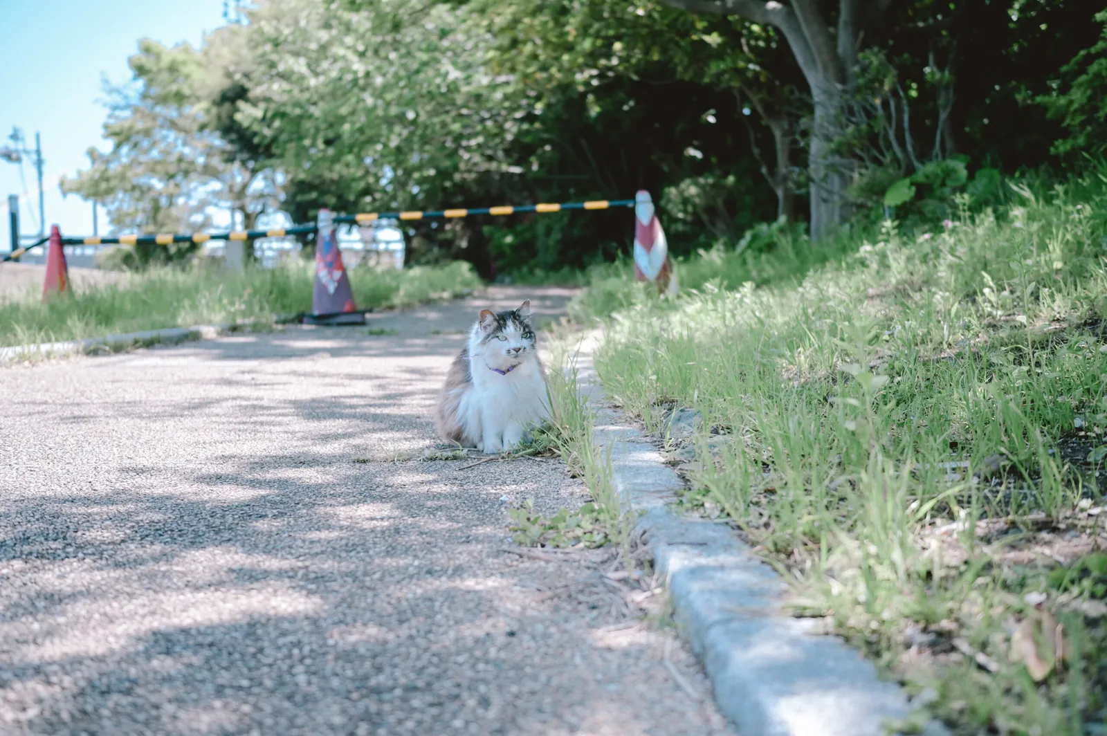 ぶらり江ノ島【Nikon Z6,SIGMA 45mm F2.8  Contemporary】