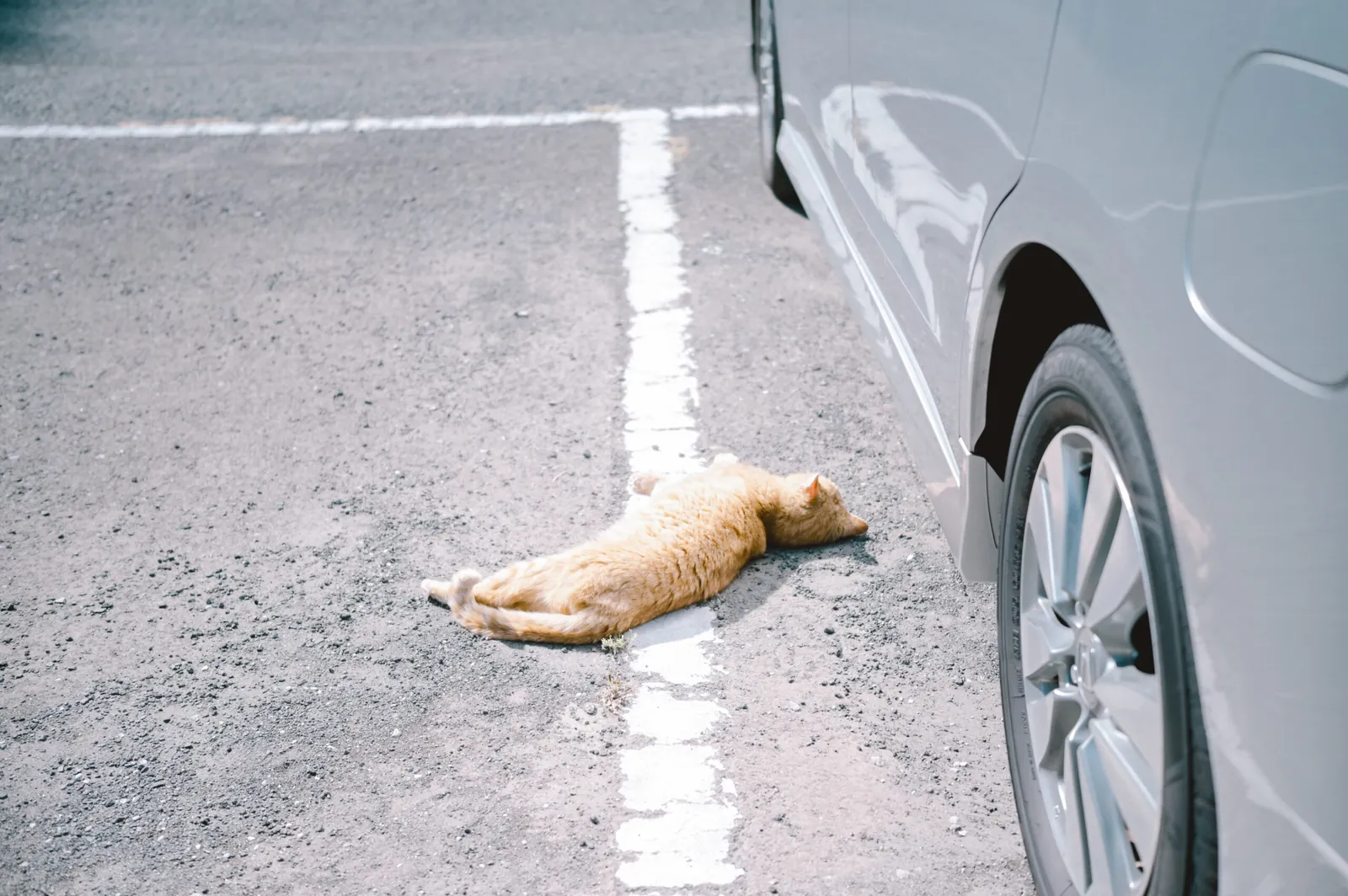 ぶらり江ノ島【Nikon Z6,SIGMA 45mm F2.8  Contemporary】