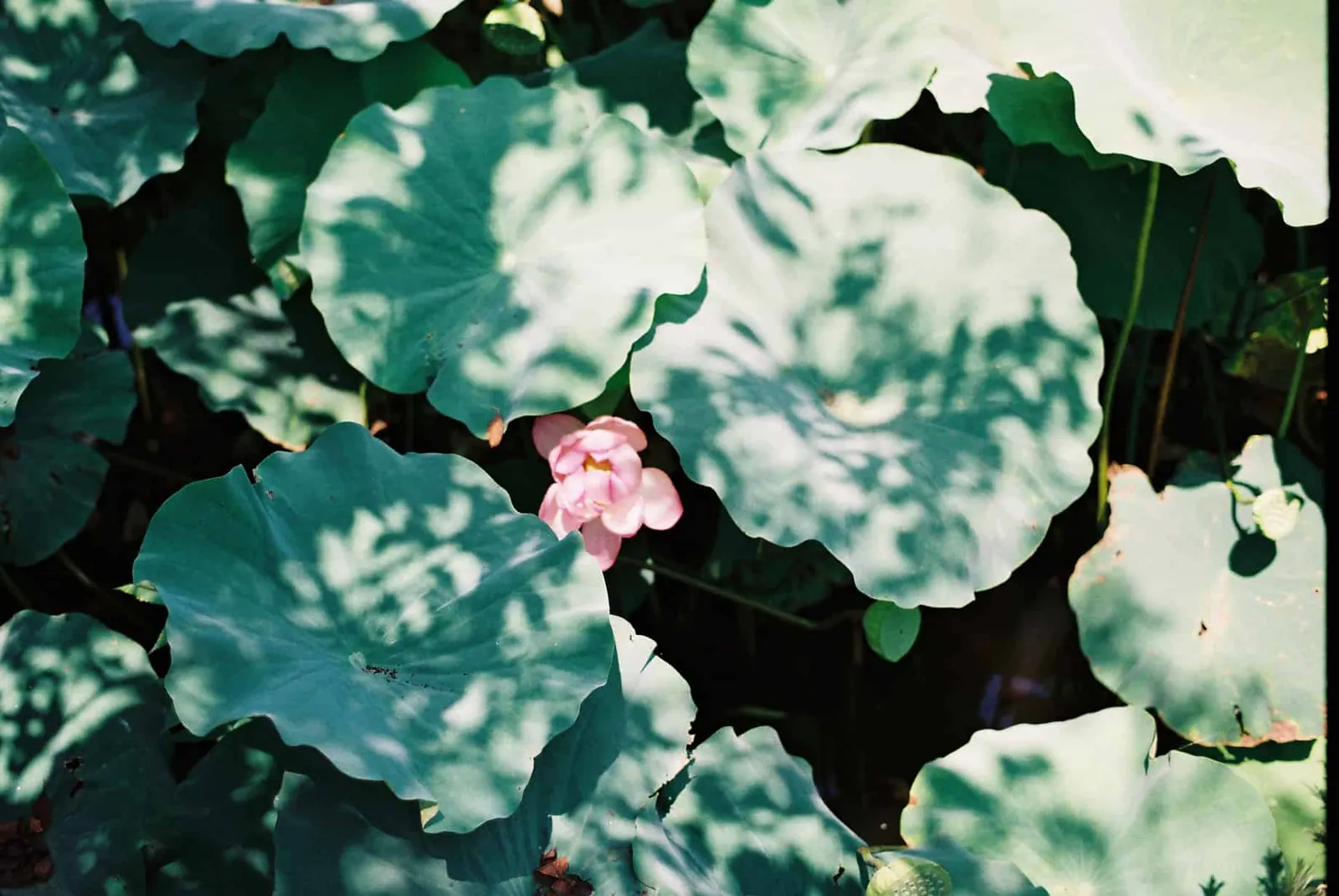 フィルムカメラで振り返る2019年の写真【2nd Roll】#カメクラの沼カレ2019