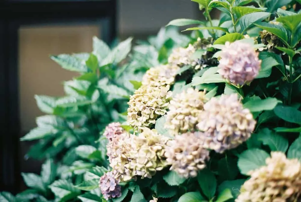 CONTAX 139Quartzと名古屋の街を撮り歩いた