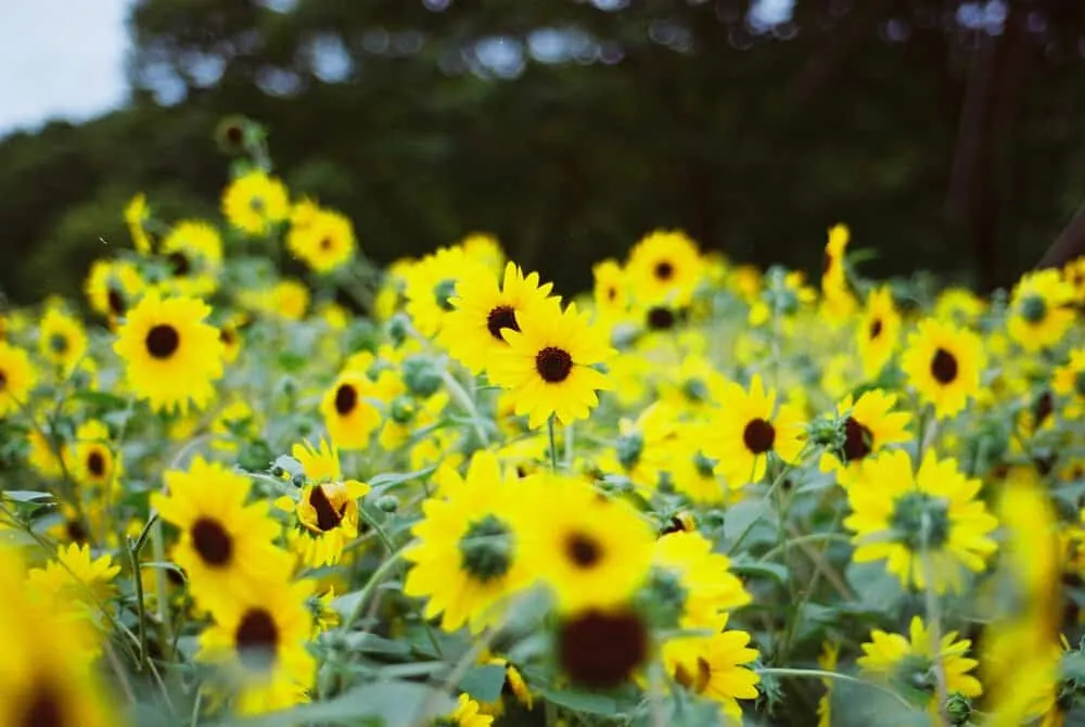 【作例】Nikon F4sに50mm1.8Dつけてちょっとそこまで