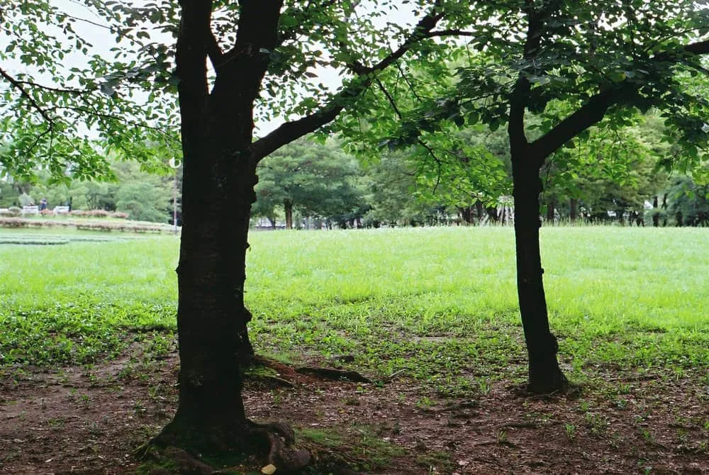 【作例】Nikon F4sに50mm1.8Dつけてちょっとそこまで