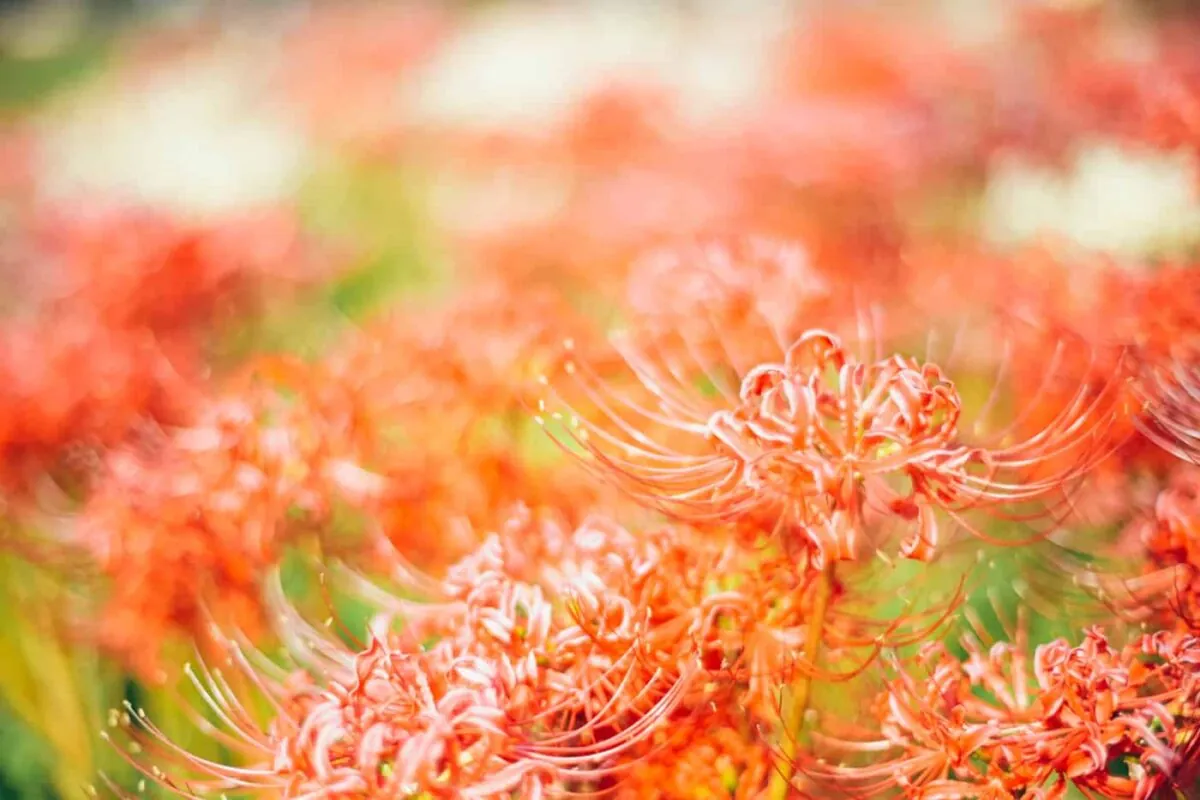 半田市矢勝川で彼岸花を楽しんできた日