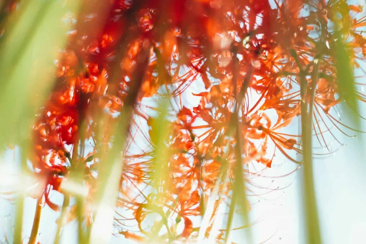 半田市矢勝川で彼岸花を楽しんできた日