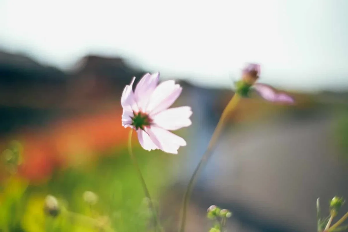 半田市矢勝川で彼岸花を楽しんできた日