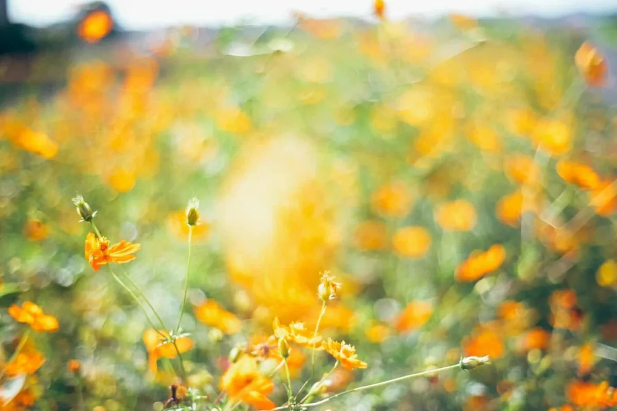 半田市矢勝川で彼岸花を楽しんできた日