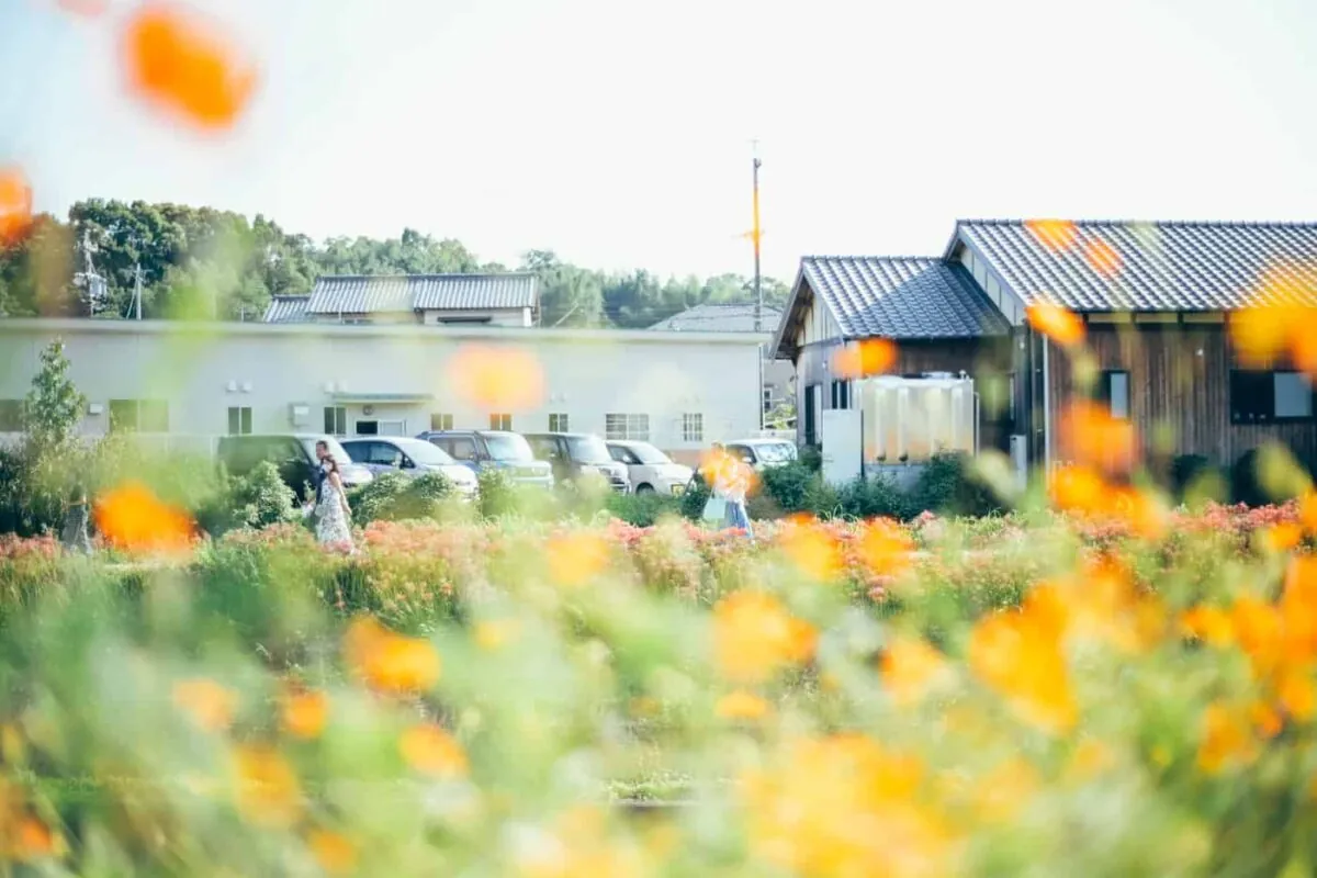 半田市矢勝川で彼岸花を楽しんできた日