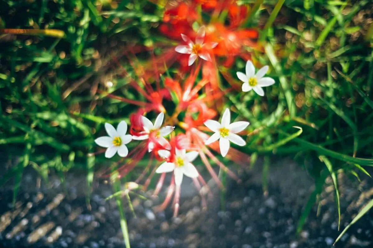 半田市矢勝川で彼岸花を楽しんできた日