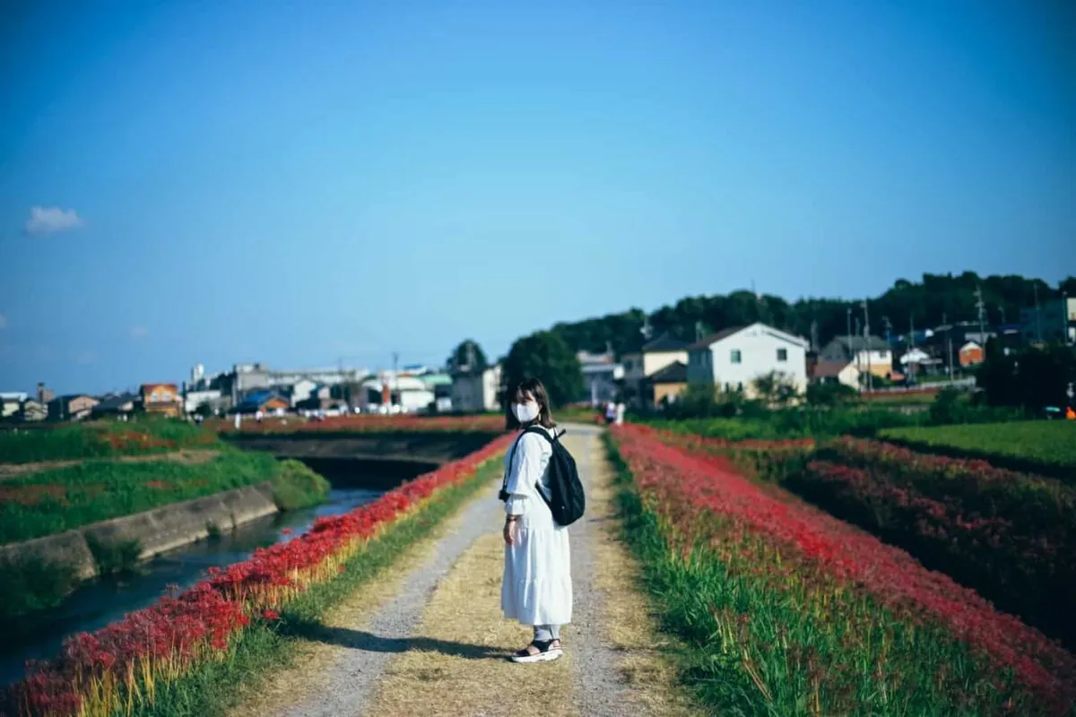 半田市矢勝川で彼岸花を楽しんできた日