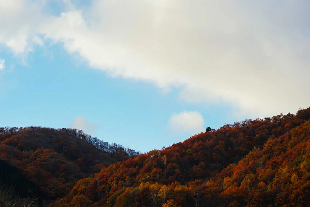 26411015619 1e4ee6d6eb o