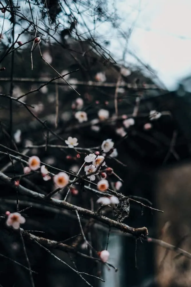 梅の花