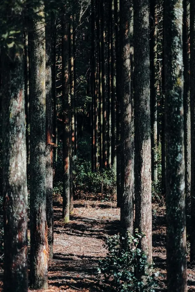 山の中