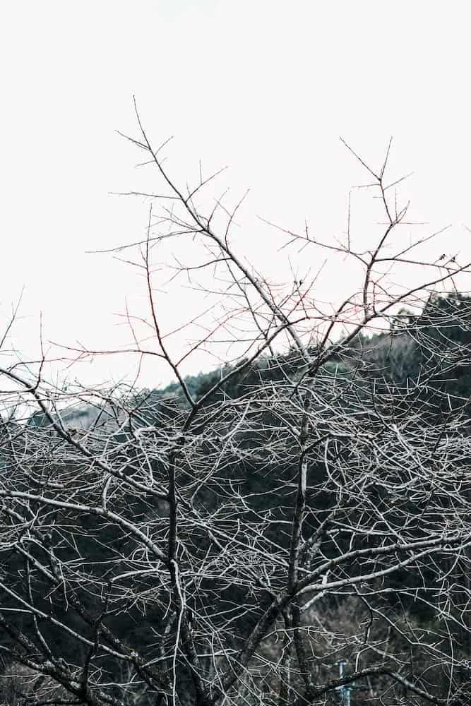 冬の木々