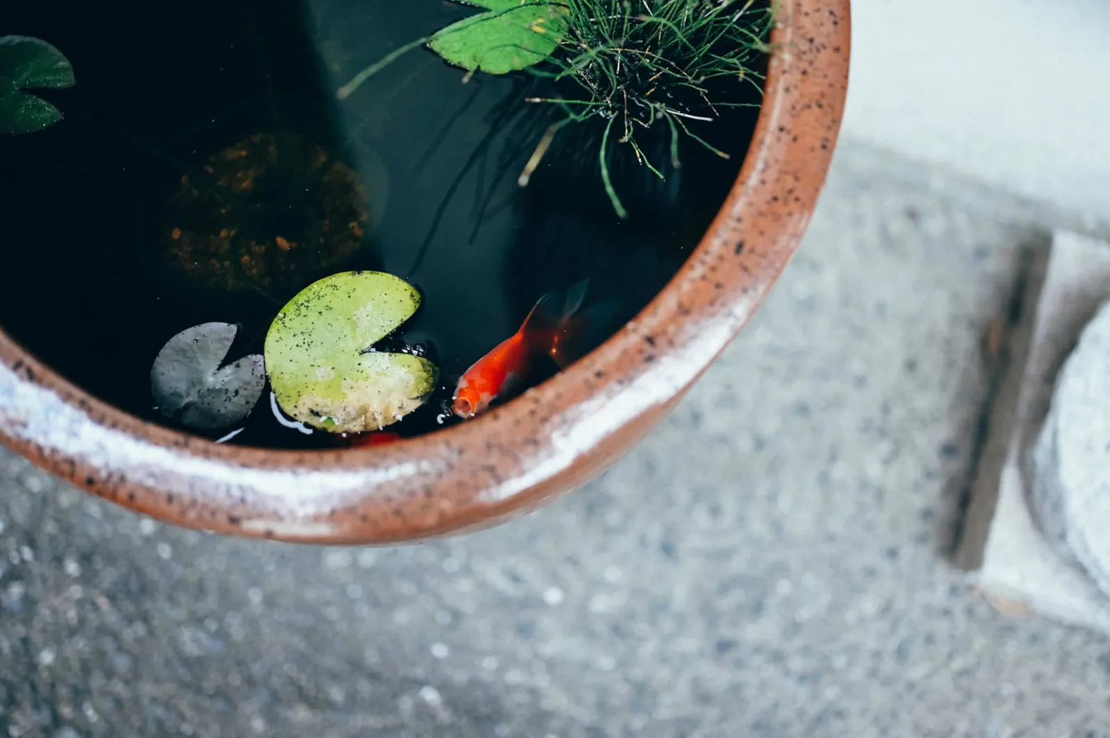 「よこひげさんぽ 倉敷」行ってきた