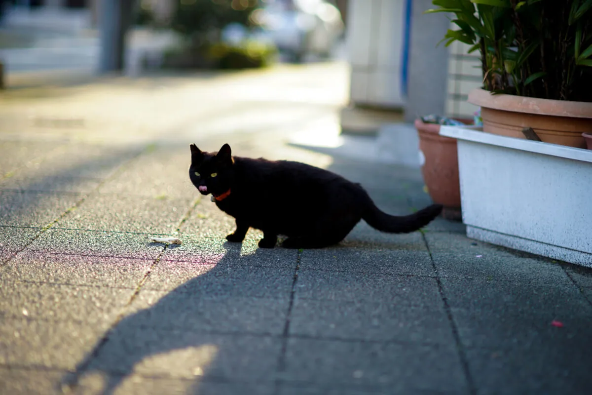 33570747290 e272e5e6f6 o