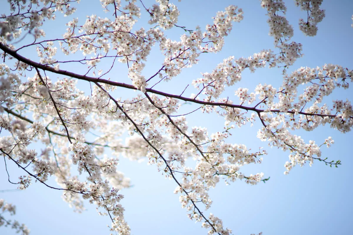 33570747820 8f3bcc9986 o