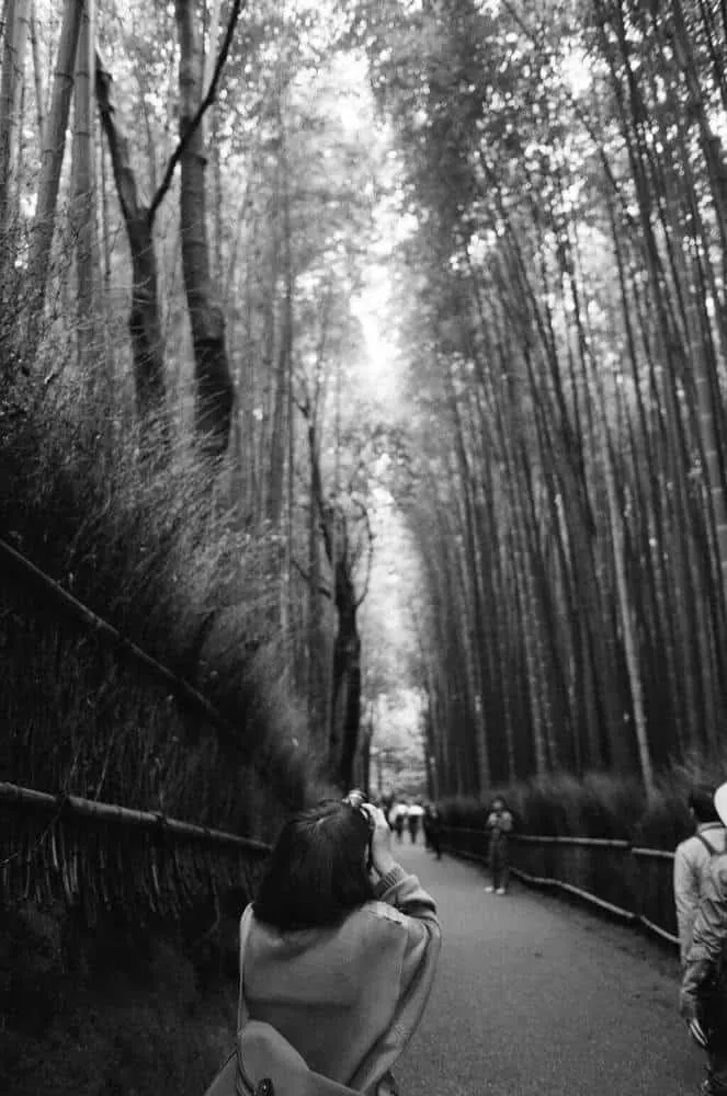 嵐山の竹林