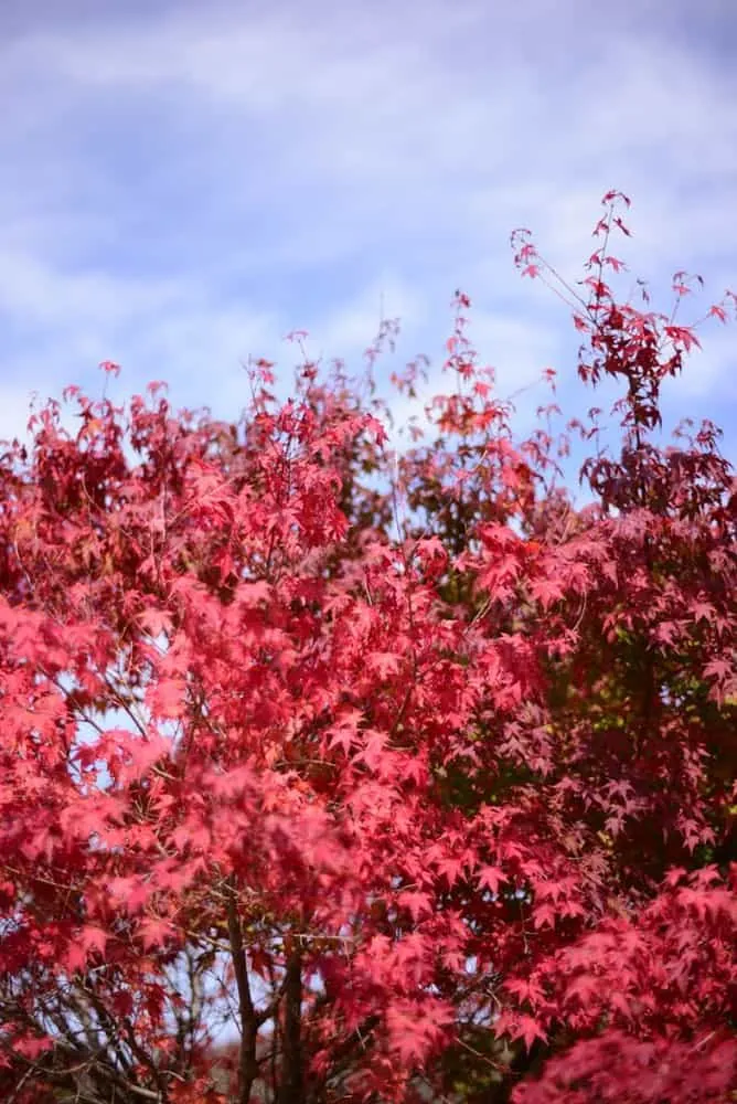 【NikonD750/Planar50mm作例】茶臼山に紅葉を撮りに行ってきた