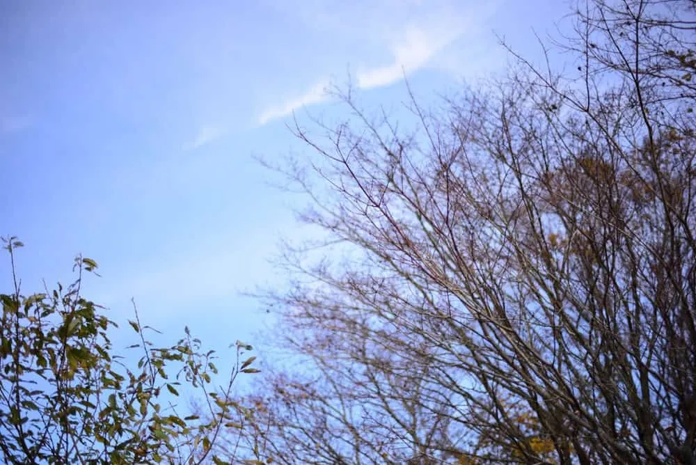 【NikonD750/Planar50mm作例】茶臼山に紅葉を撮りに行ってきた