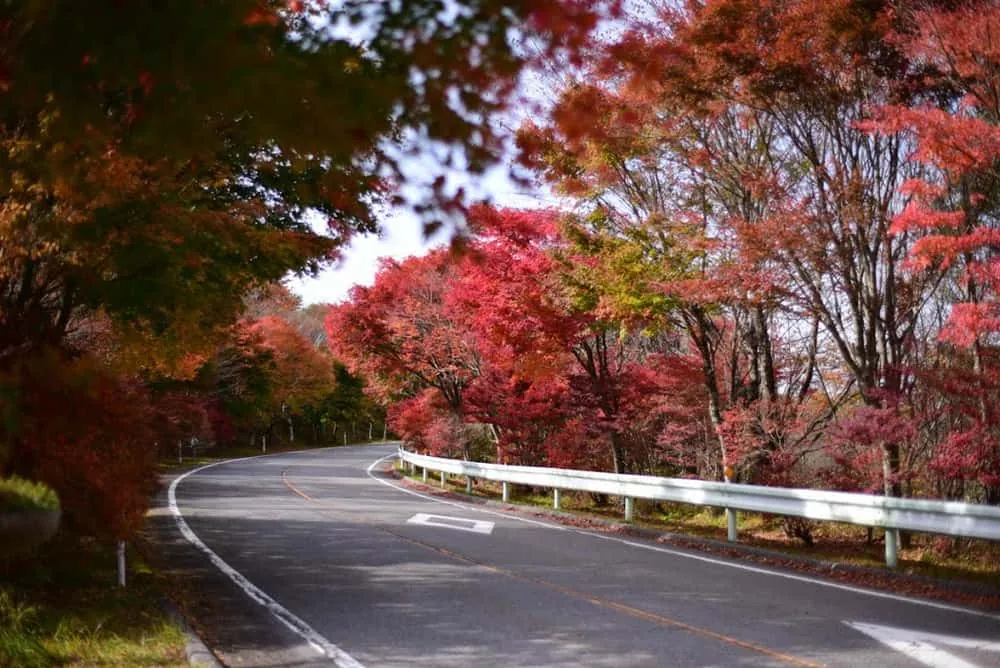 【NikonD750/Planar50mm作例】茶臼山に紅葉を撮りに行ってきた