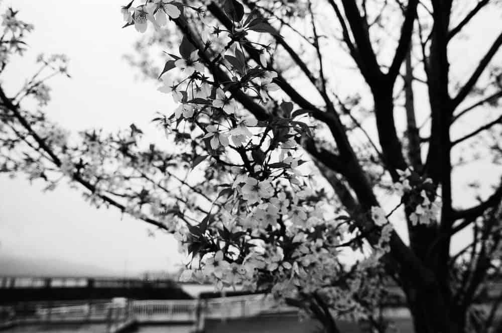 モノクロの桜