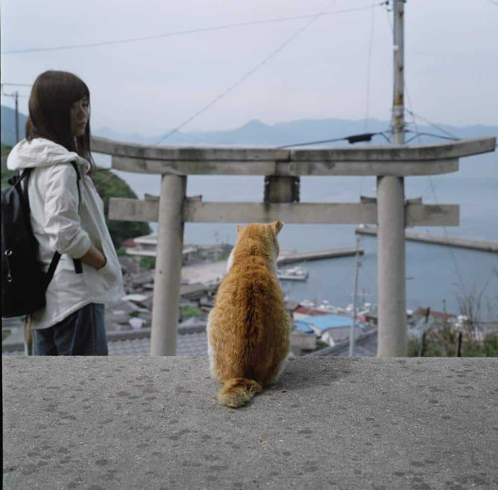 男木島の猫の背中