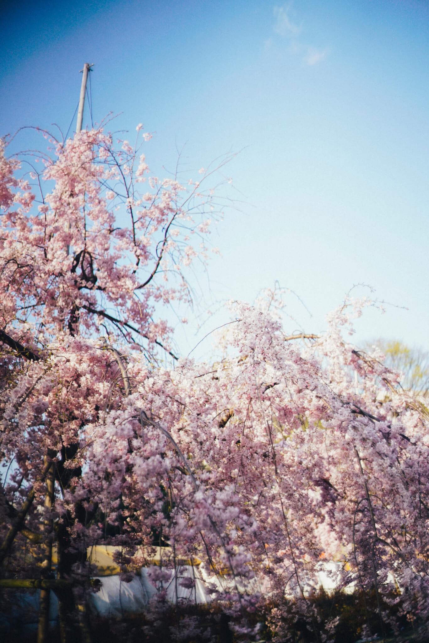 鶴舞公園と花粉症