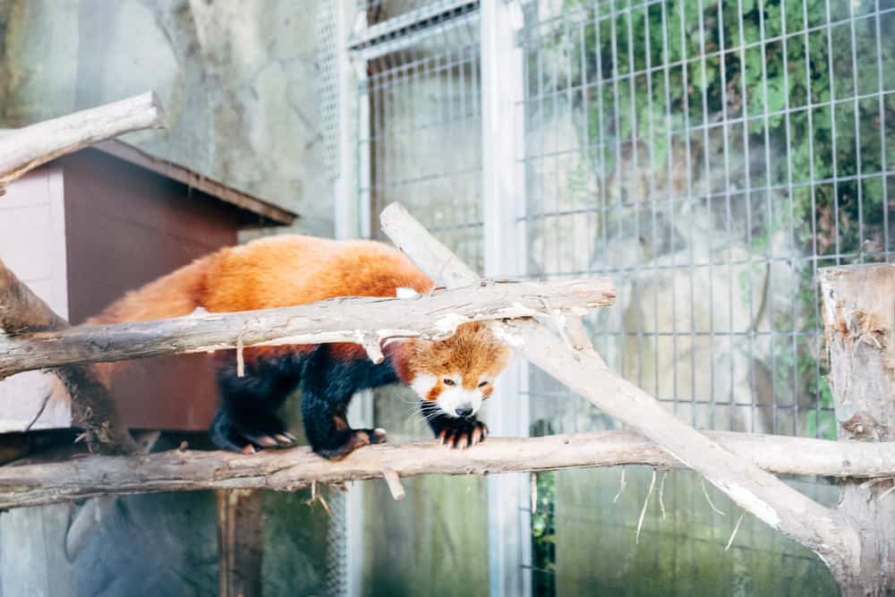 熱川バナナワニ園のニシレッサーパンダ