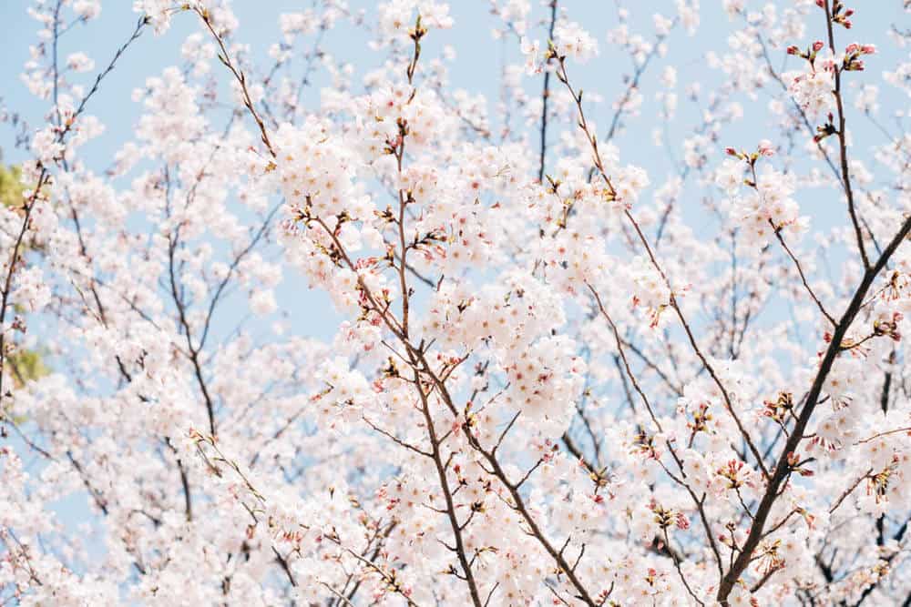 【名古屋・桜】庄内緑地公園でお花見してきた