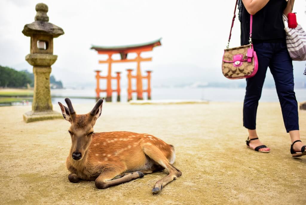 厳島神社と鳥居と鹿