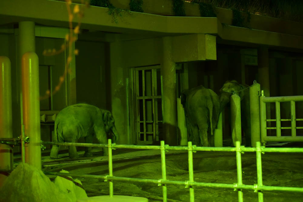 夜の動物園。東山動植物園「ナイトZOO」をNikon D750で撮影してきました。