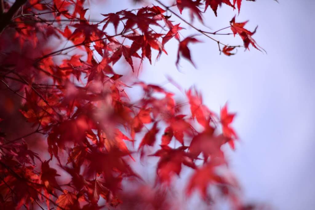 【NikonD750/Planar50mm作例】茶臼山に紅葉を撮りに行ってきた