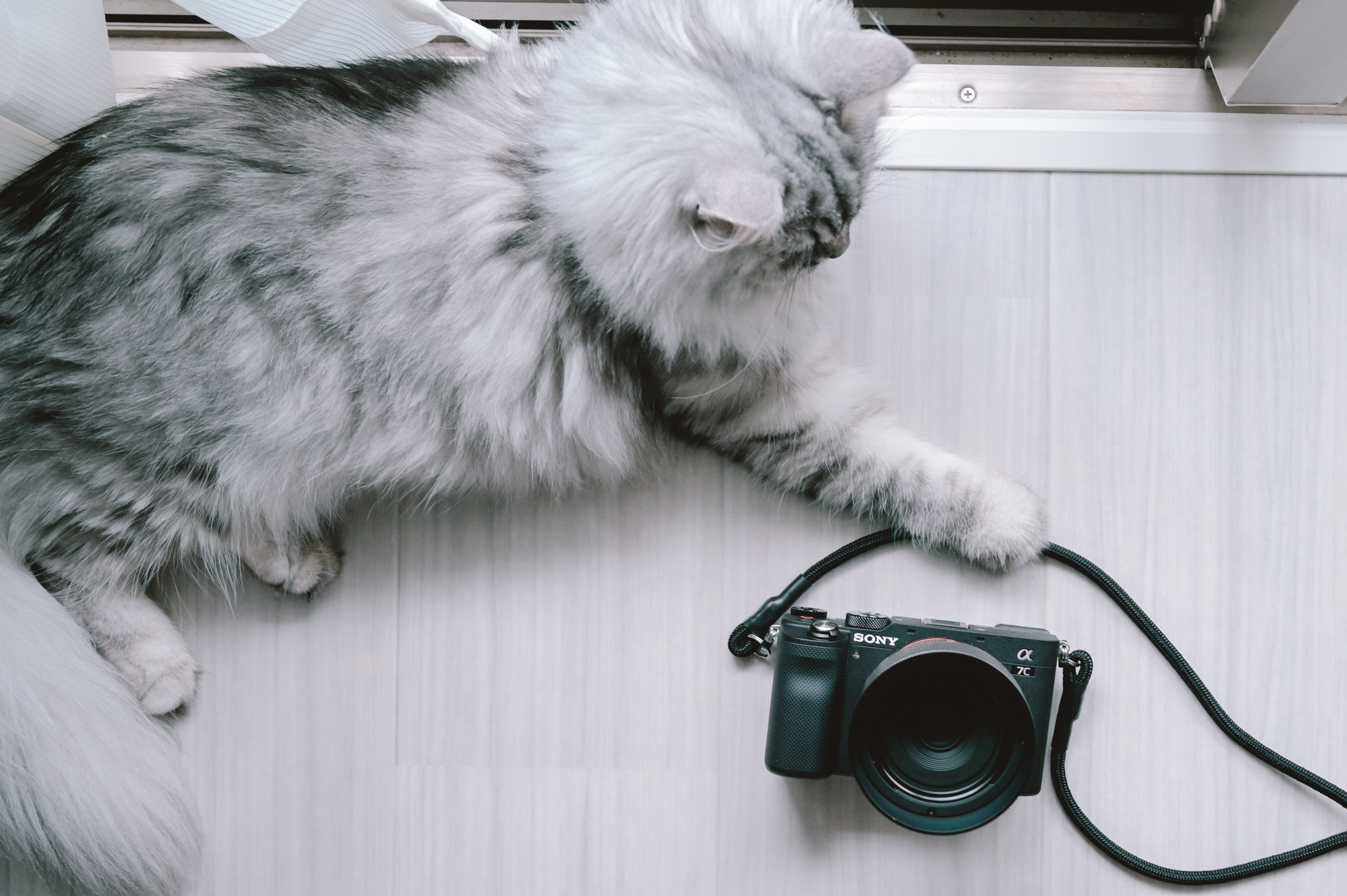 キャンプと猫のカメラにSONY α7C